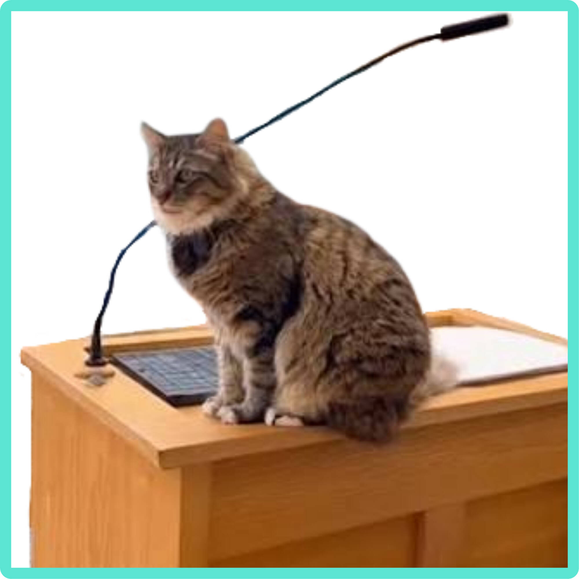 Cat Sitting on Desk in Lecture Hall